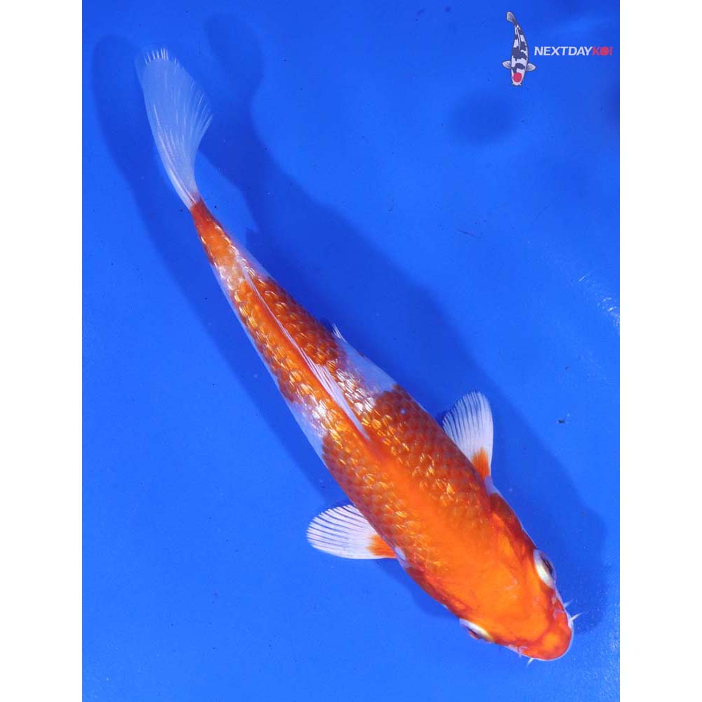 5.5” Imported Gin Rin Hariwake