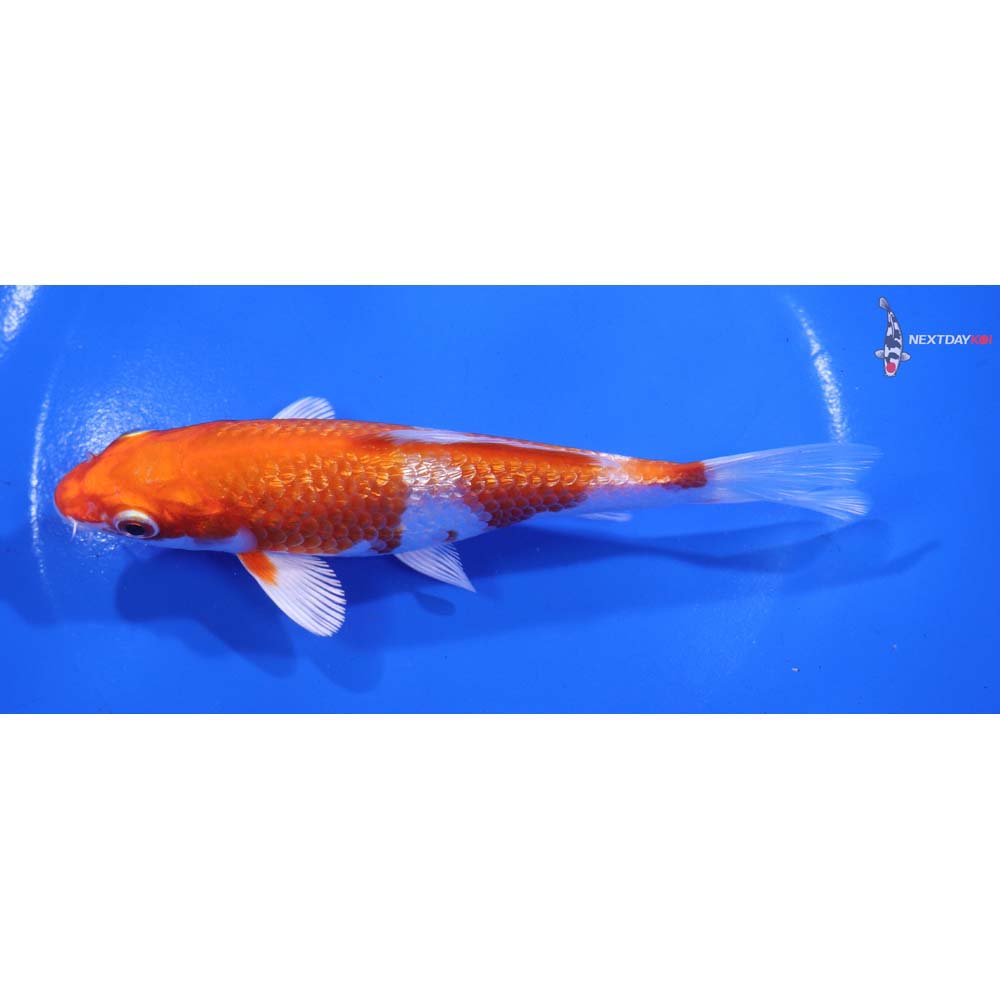 5.5” Imported Gin Rin Hariwake