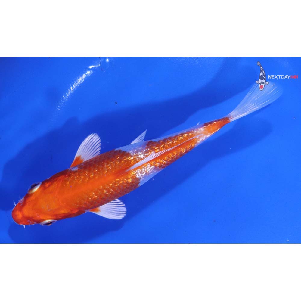 5.5” Imported Gin Rin Hariwake