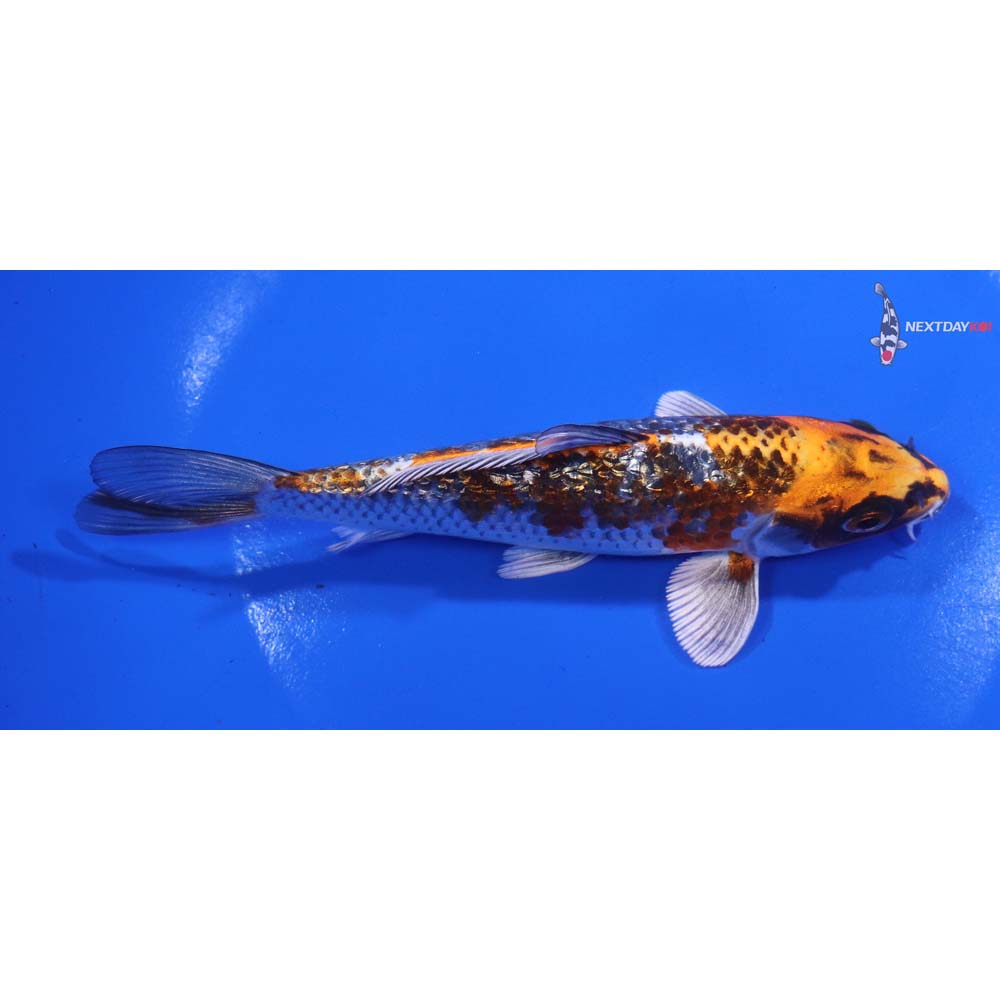 6” Imported Gin Rin Kujaku