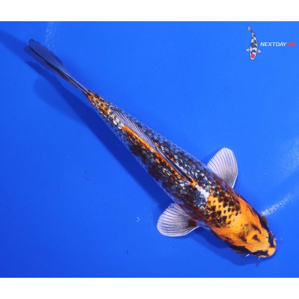 6” Imported Gin Rin Kujaku