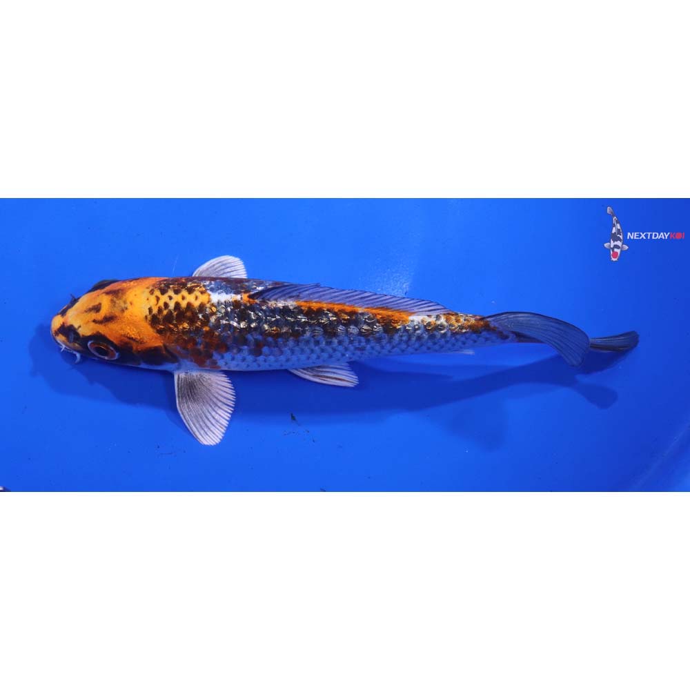 6” Imported Gin Rin Kujaku