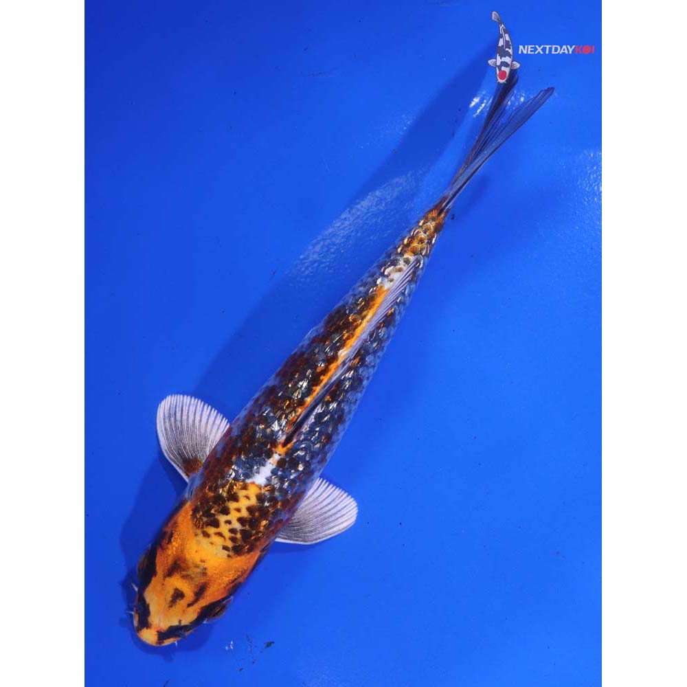 6” Imported Gin Rin Kujaku