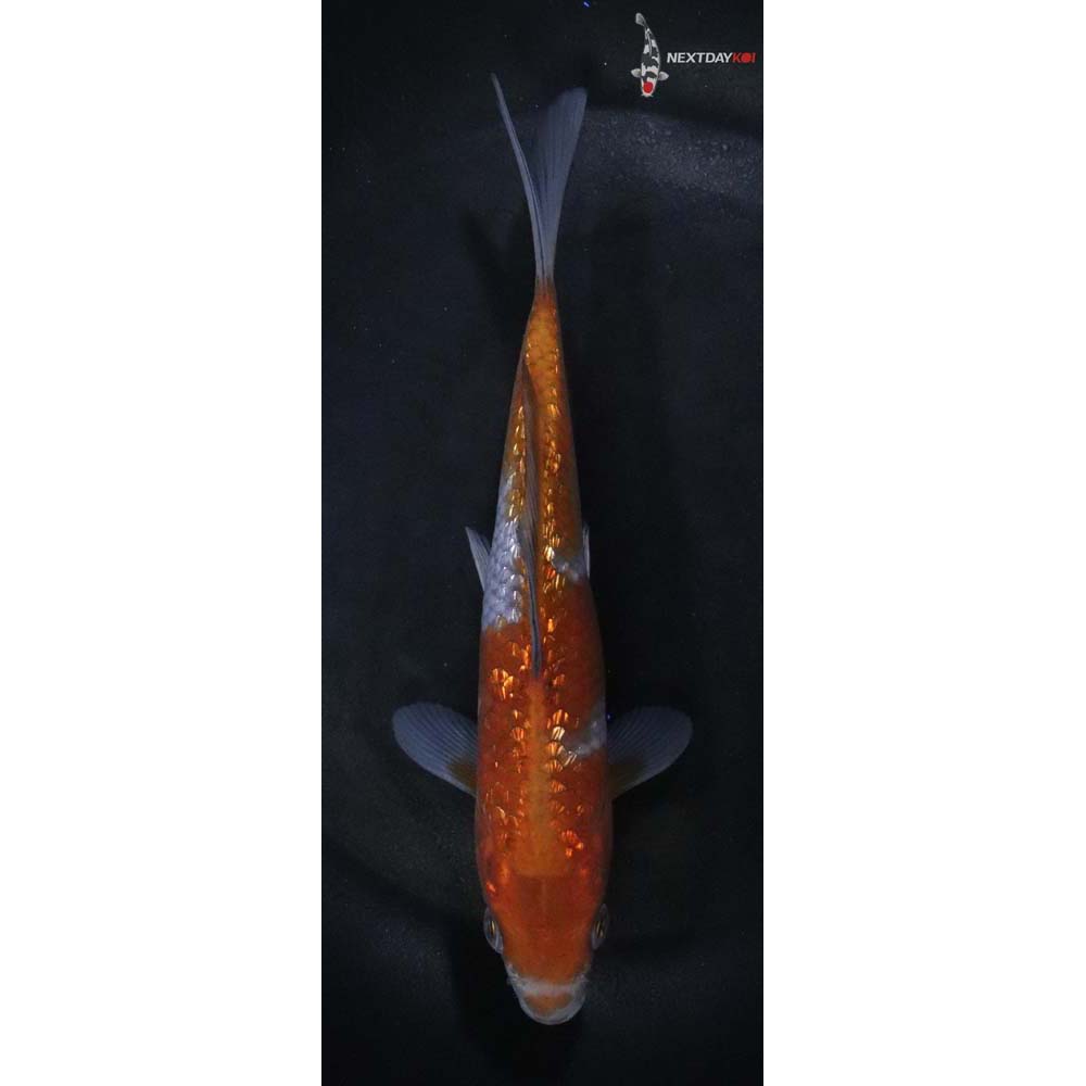 6” Imported Gin Rin Ochiba Shigure