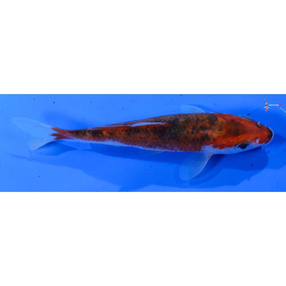 4.5” Imported Goromo