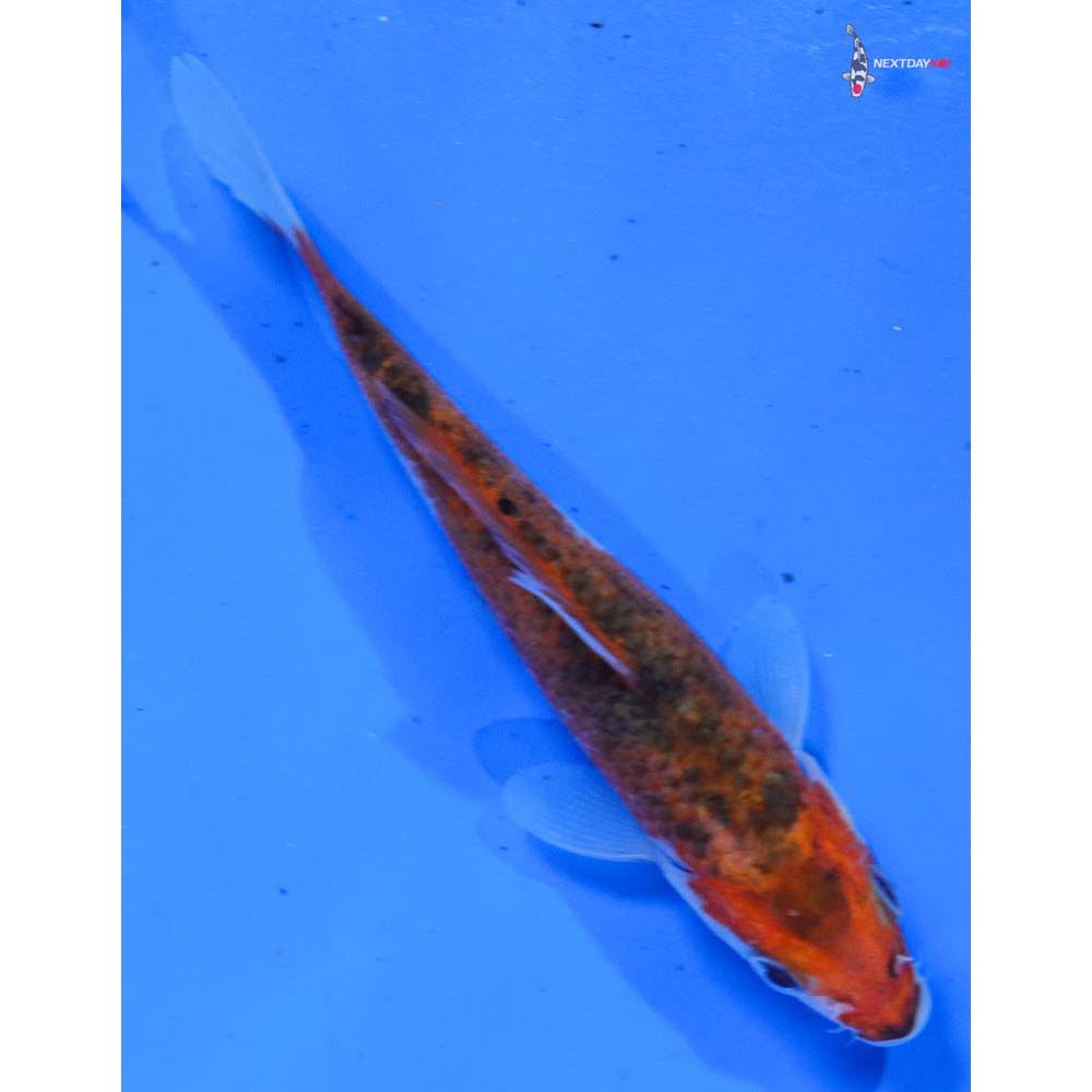 4.5” Imported Goromo