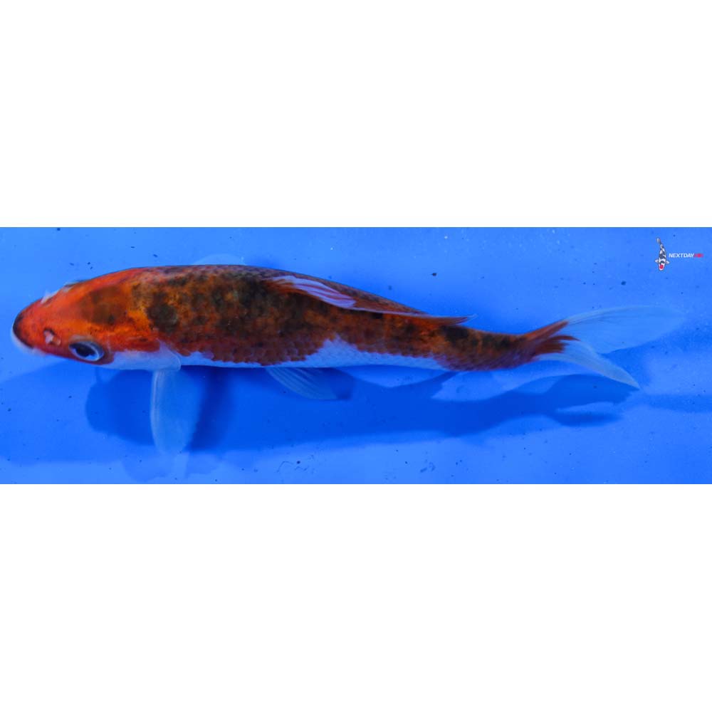 4.5” Imported Goromo