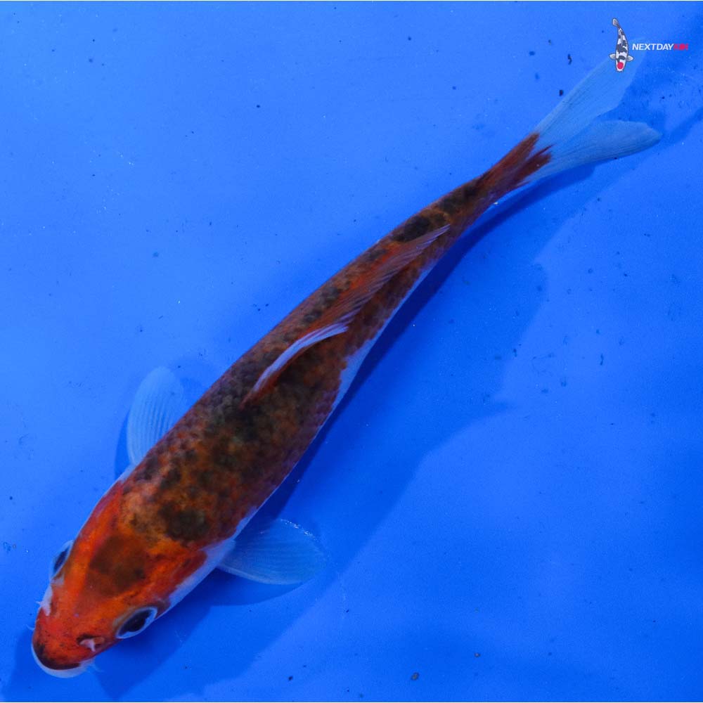 4.5” Imported Goromo