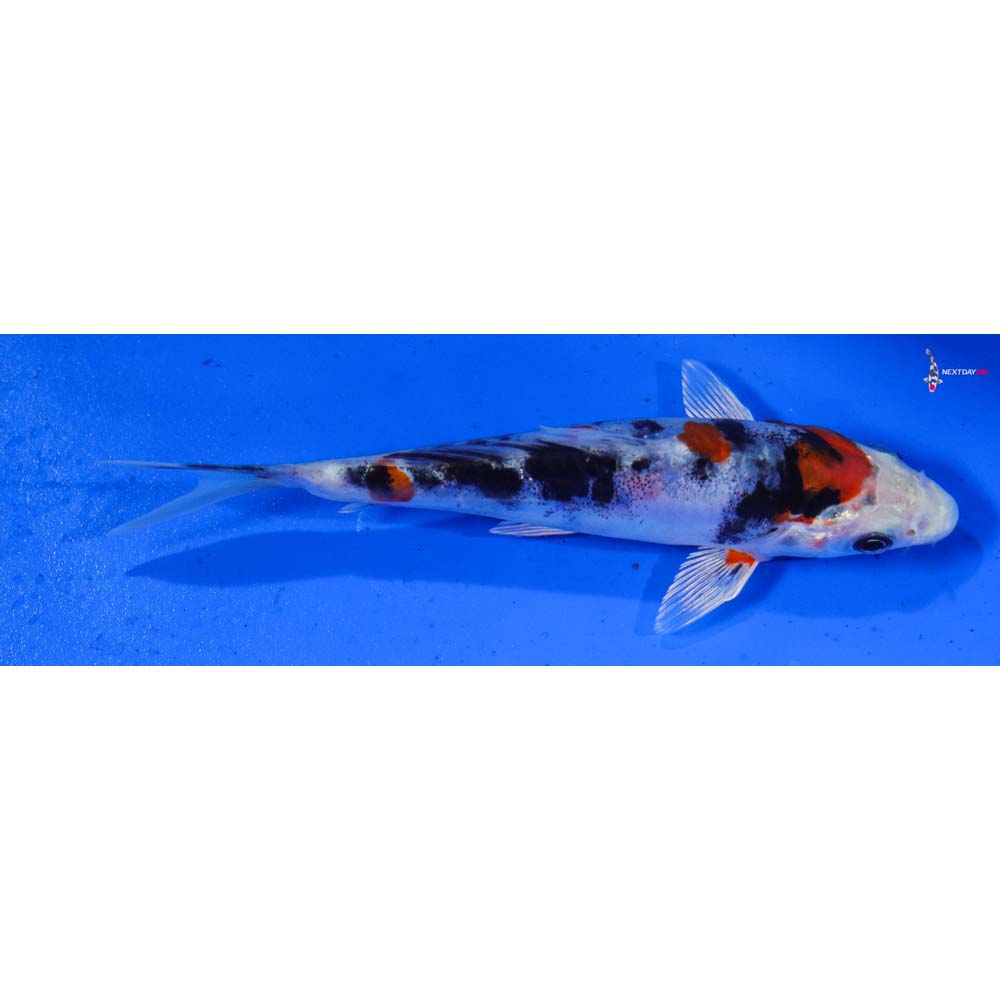 4.5” Imported Heisei Nishiki