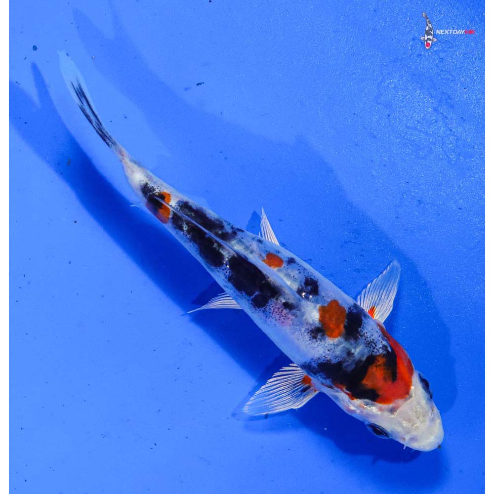 4.5” Imported Heisei Nishiki