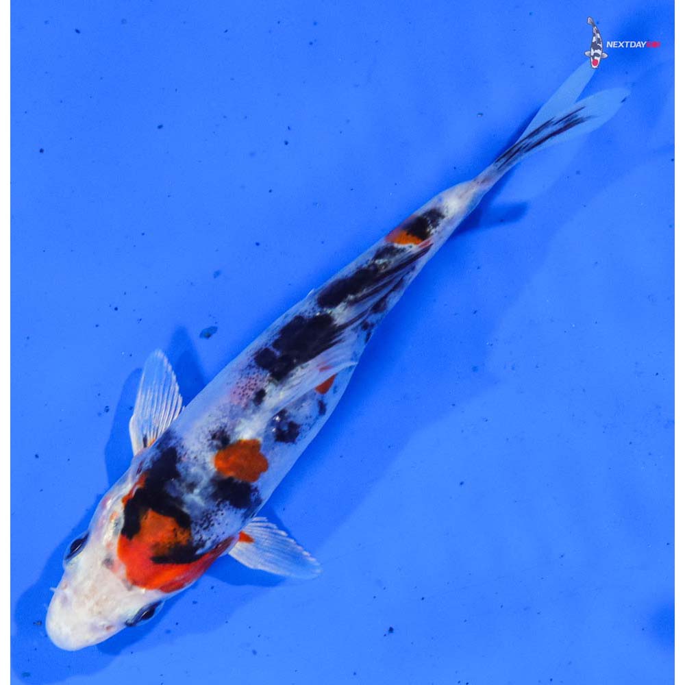 4.5” Imported Heisei Nishiki