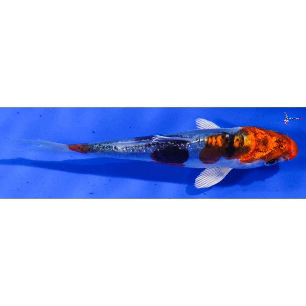 4.5” Imported Heisei Nishiki