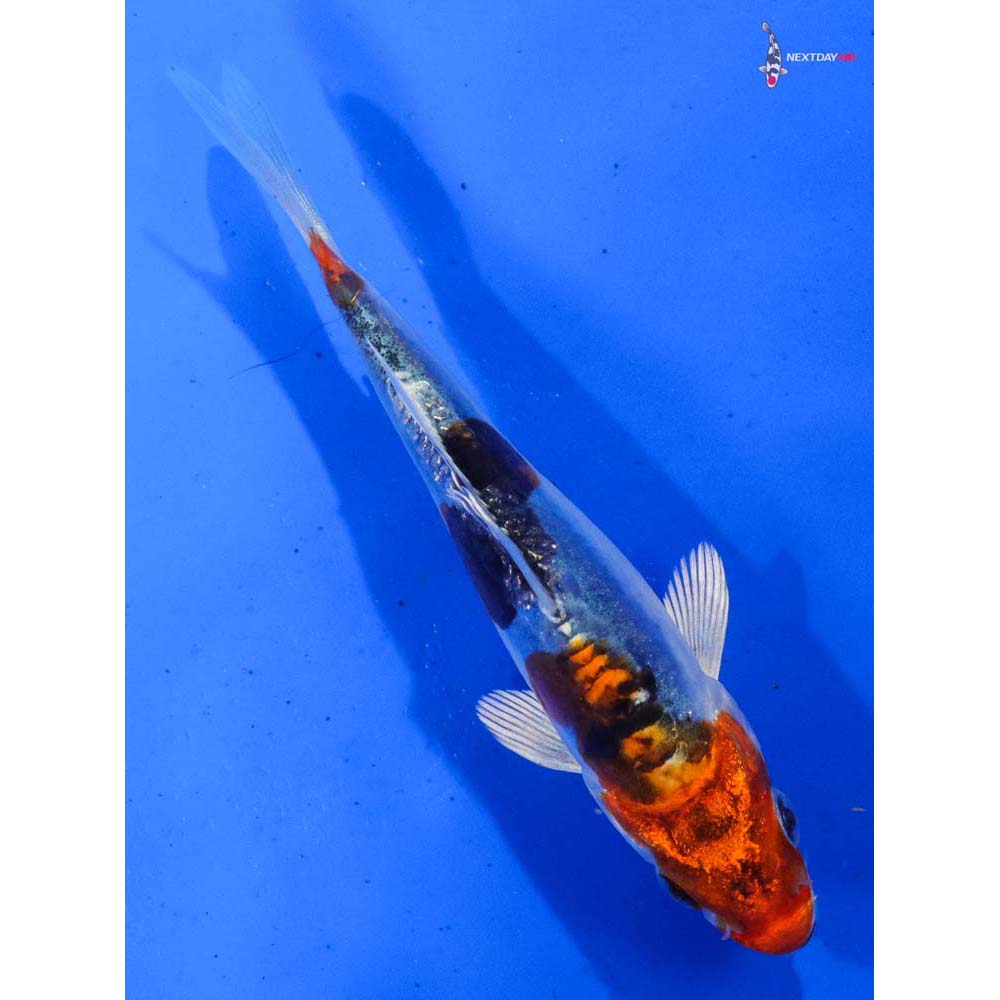 4.5” Imported Heisei Nishiki