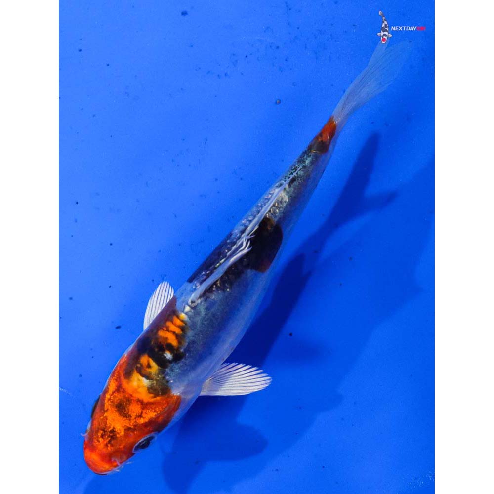 4.5” Imported Heisei Nishiki