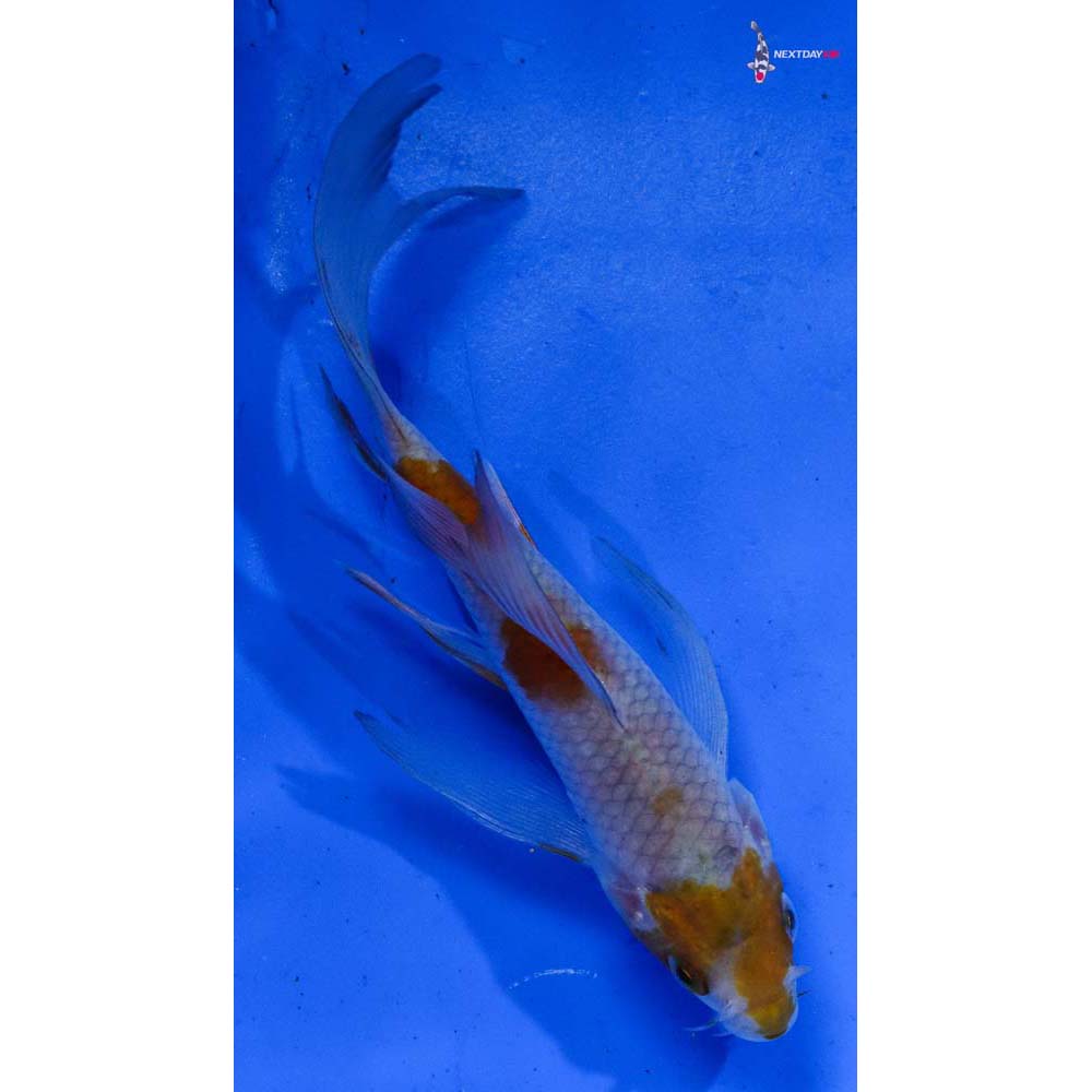 5.5” Imported Ochiba Shigure Butterfly Koi