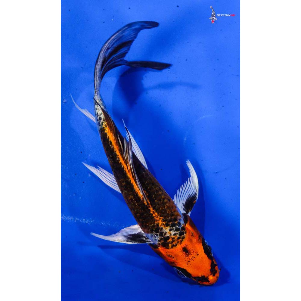 5.5” Imported Kujaku Butterfly Koi