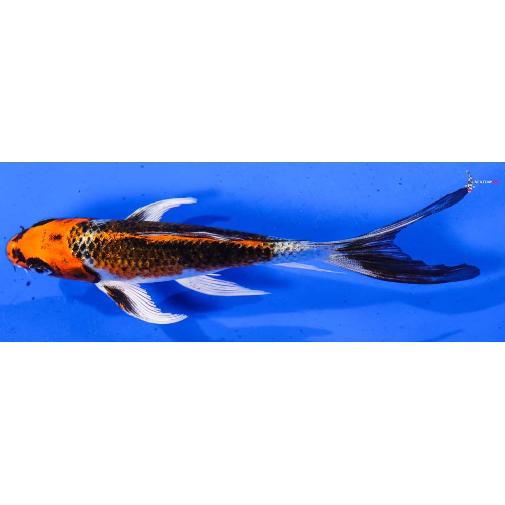 5.5” Imported Kujaku Butterfly Koi