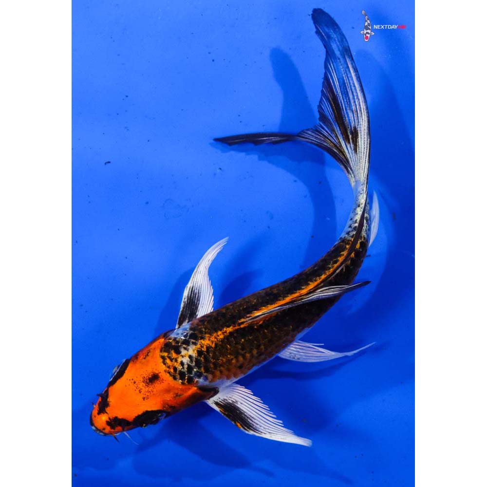 5.5” Imported Kujaku Butterfly Koi