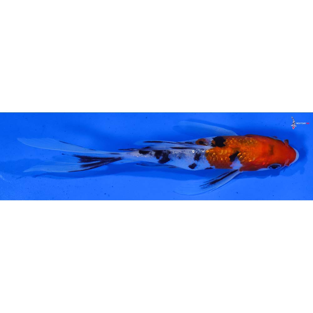 6” Imported Gin Rin Sanke Butterfly Koi