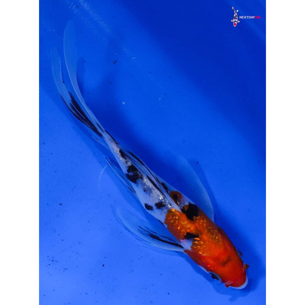 6” Imported Gin Rin Sanke Butterfly Koi