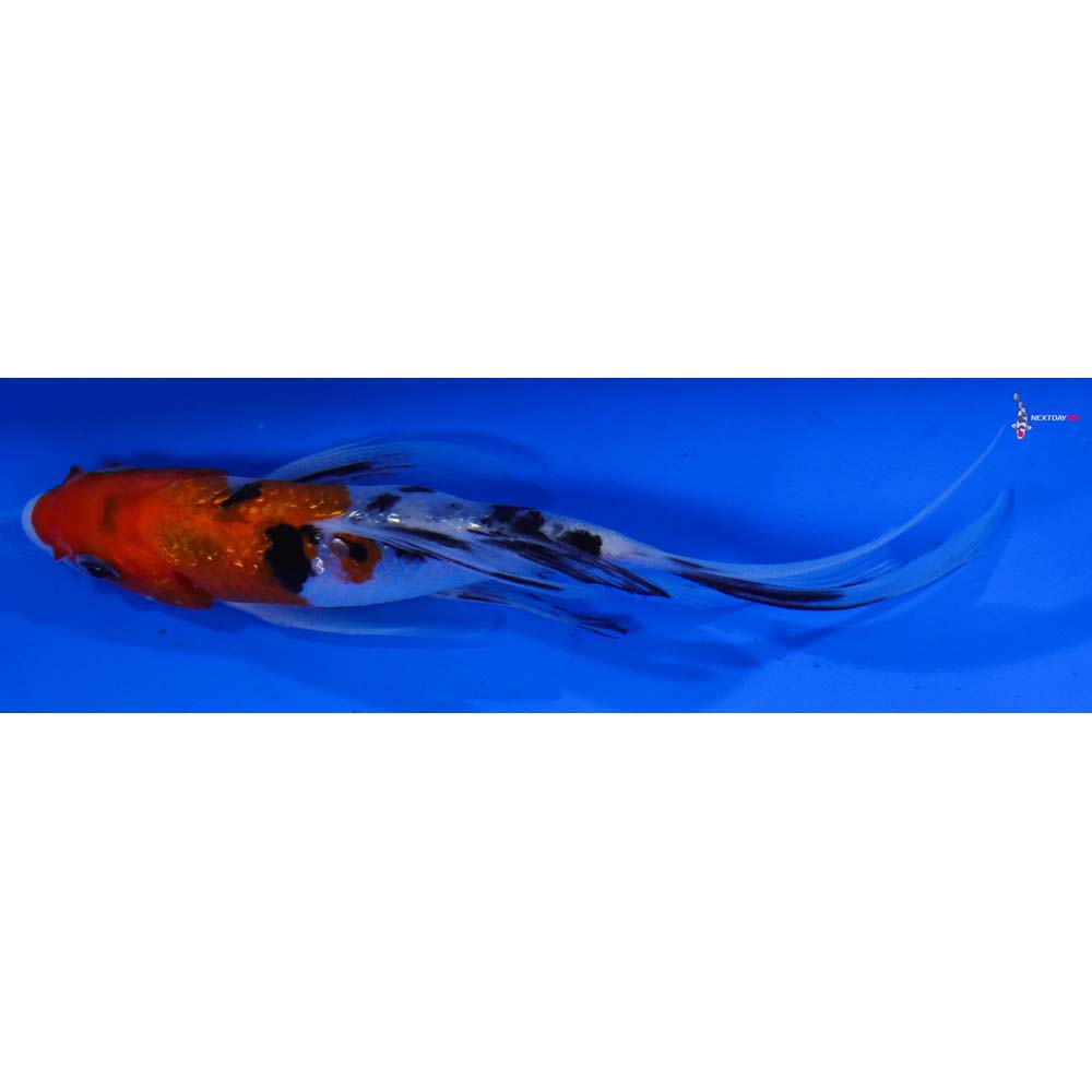 6” Imported Gin Rin Sanke Butterfly Koi