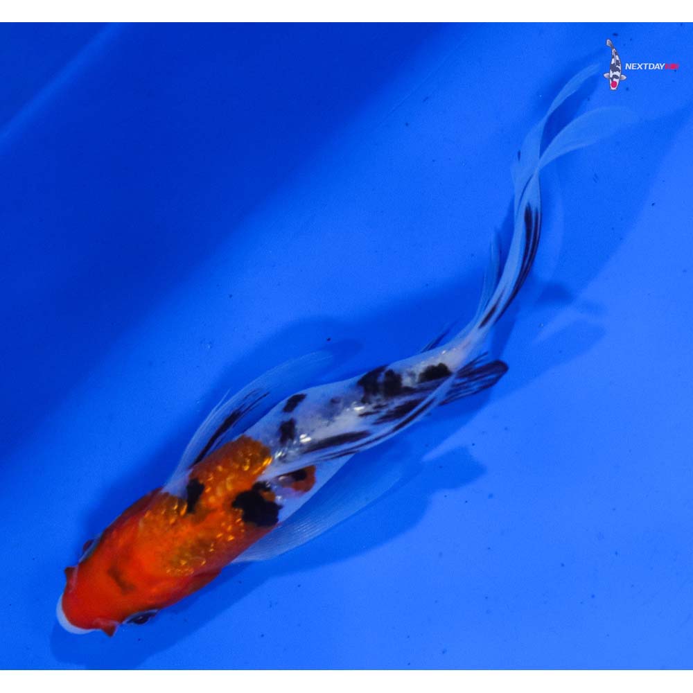 6” Imported Gin Rin Sanke Butterfly Koi