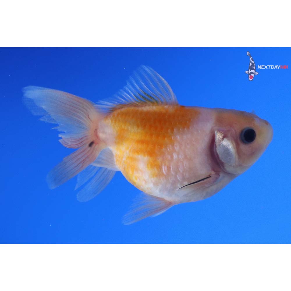 3.5” Imported Yellow and White Pearlscale