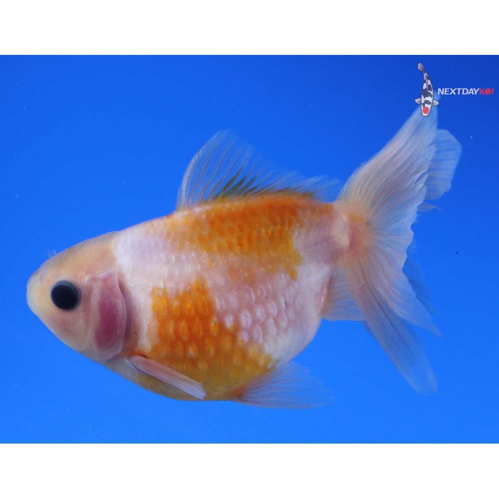 3.5” Imported Yellow and White Pearlscale