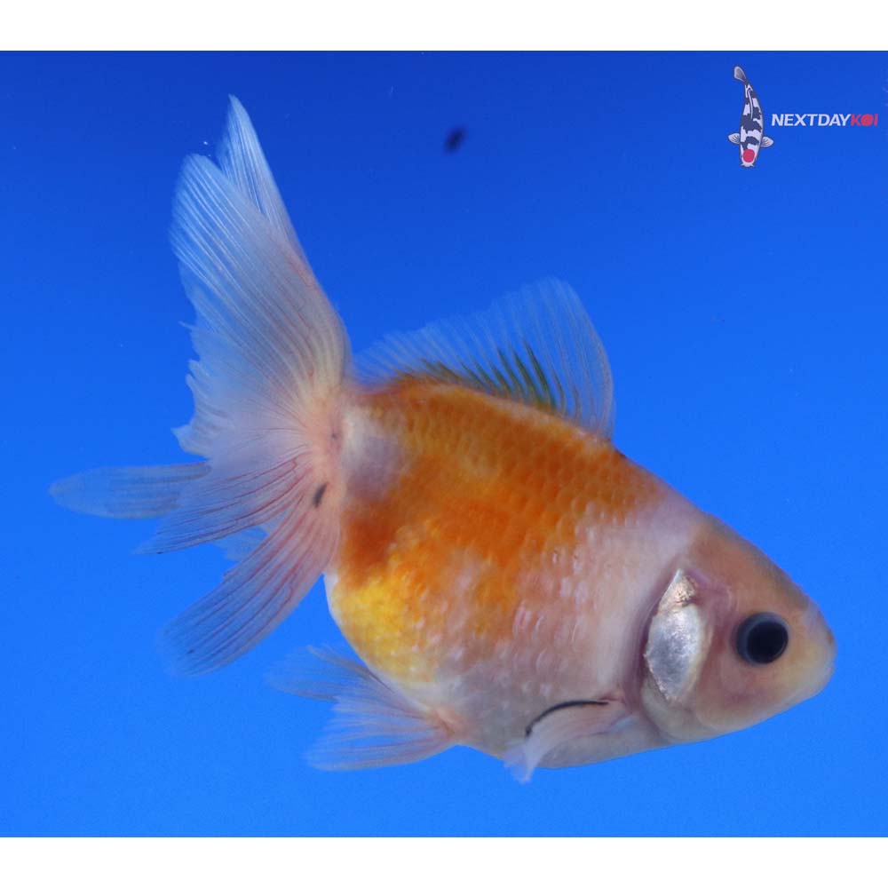 3.5” Imported Yellow and White Pearlscale