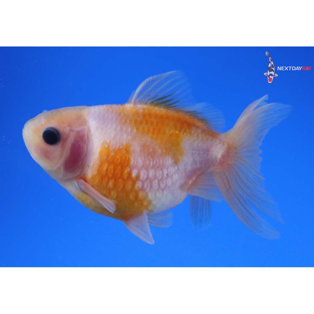 3.5” Imported Yellow and White Pearlscale