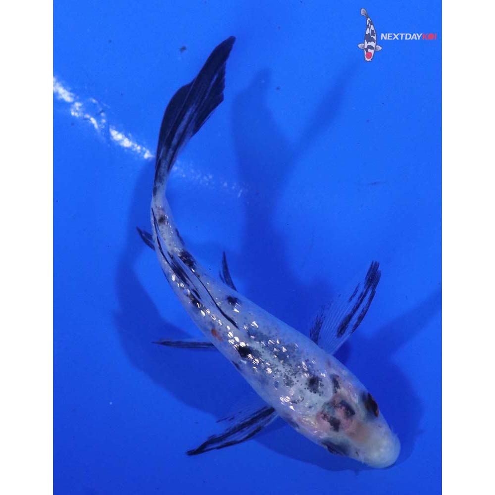 3.5” Imported Gin Rin Shiro Bekko Butterfly Koi