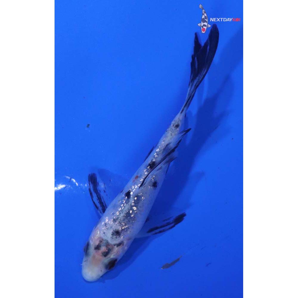 3.5” Imported Gin Rin Shiro Bekko Butterfly Koi