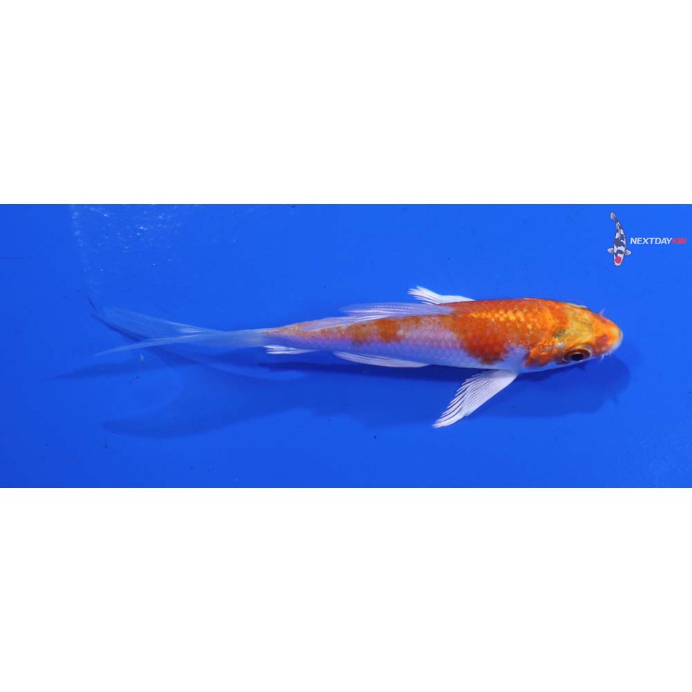 3.5” Imported Hariwake Butterfly Koi