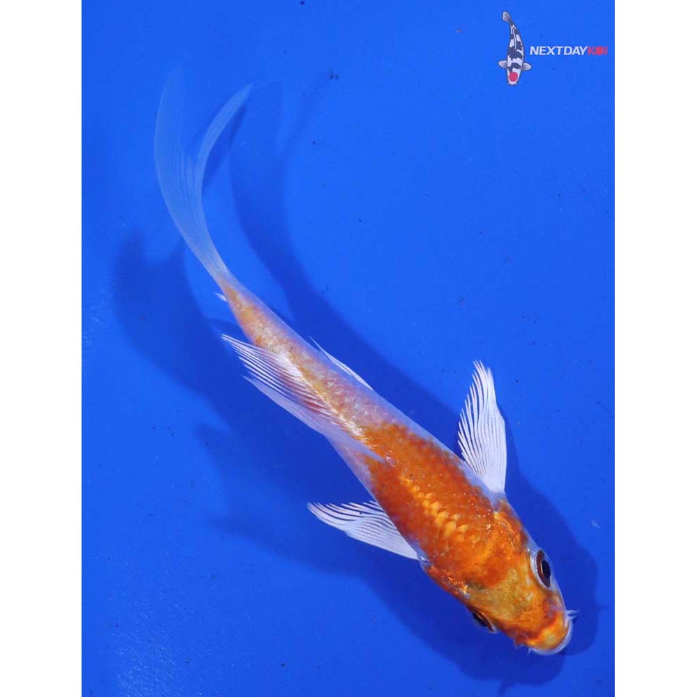 3.5” Imported Hariwake Butterfly Koi