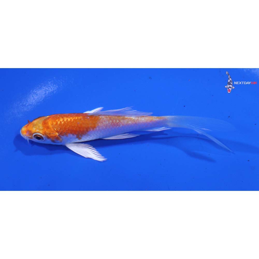 3.5” Imported Hariwake Butterfly Koi