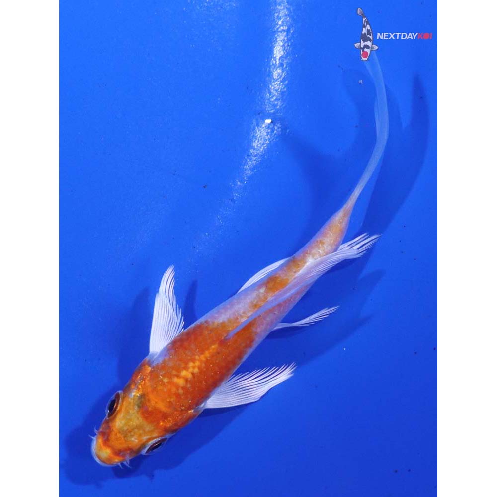 3.5” Imported Hariwake Butterfly Koi