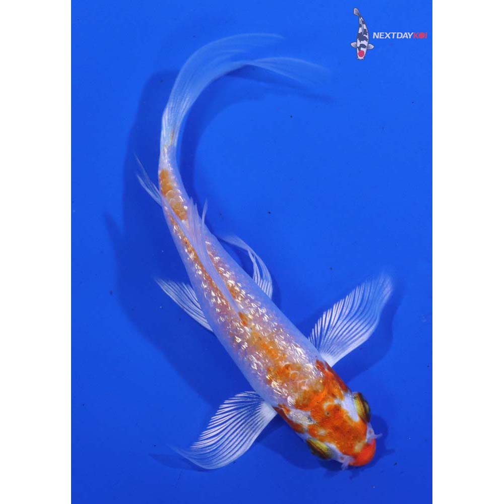 4” Imported Gin Rin Hariwake Butterfly Koi