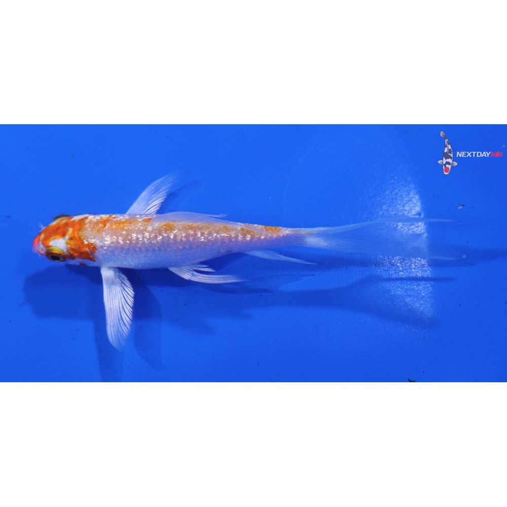 4” Imported Gin Rin Hariwake Butterfly Koi