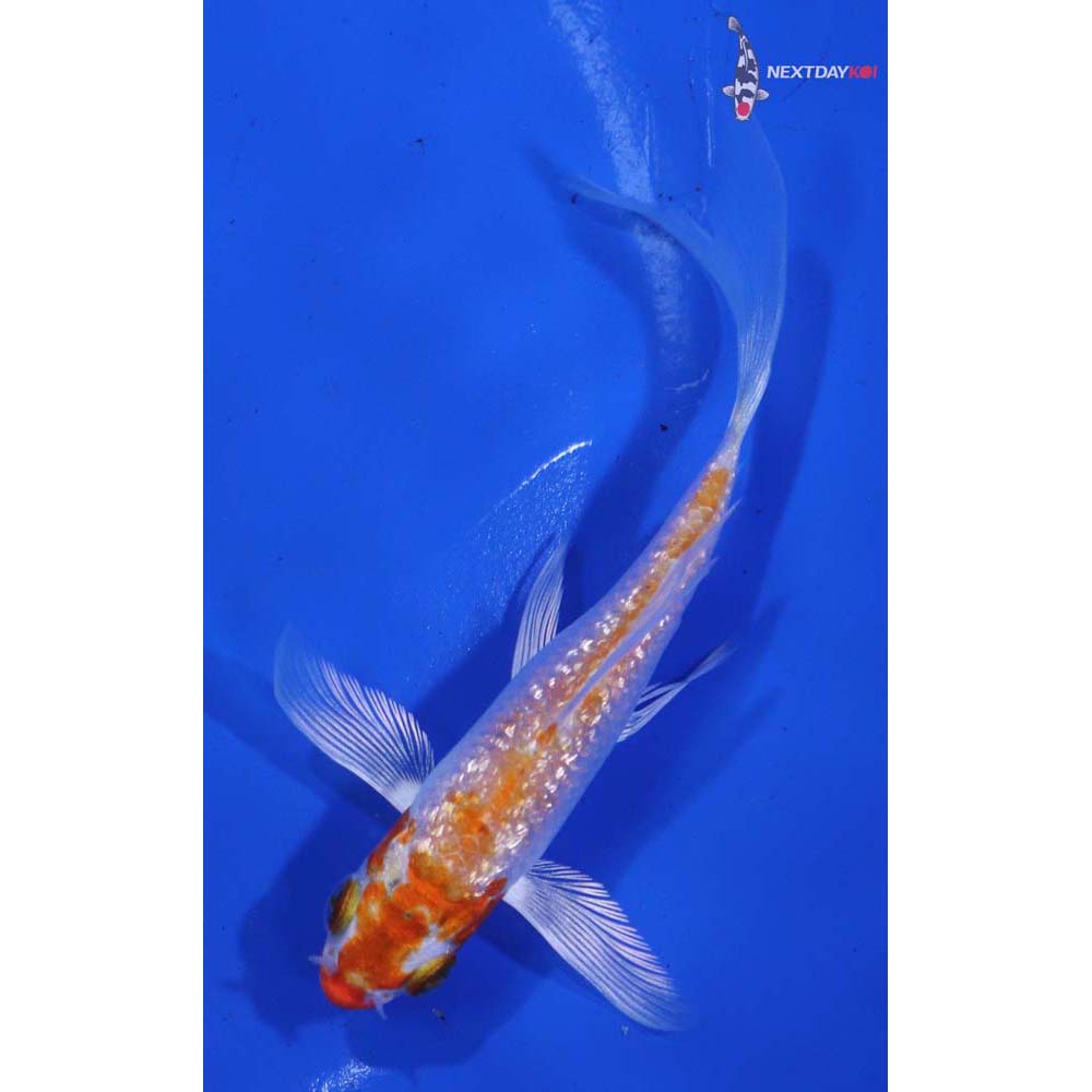 4” Imported Gin Rin Hariwake Butterfly Koi