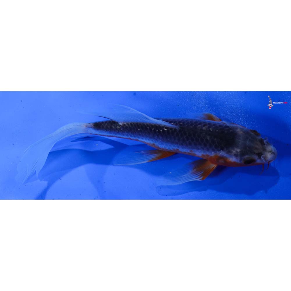 7” Imported Asagi Butterfly Koi