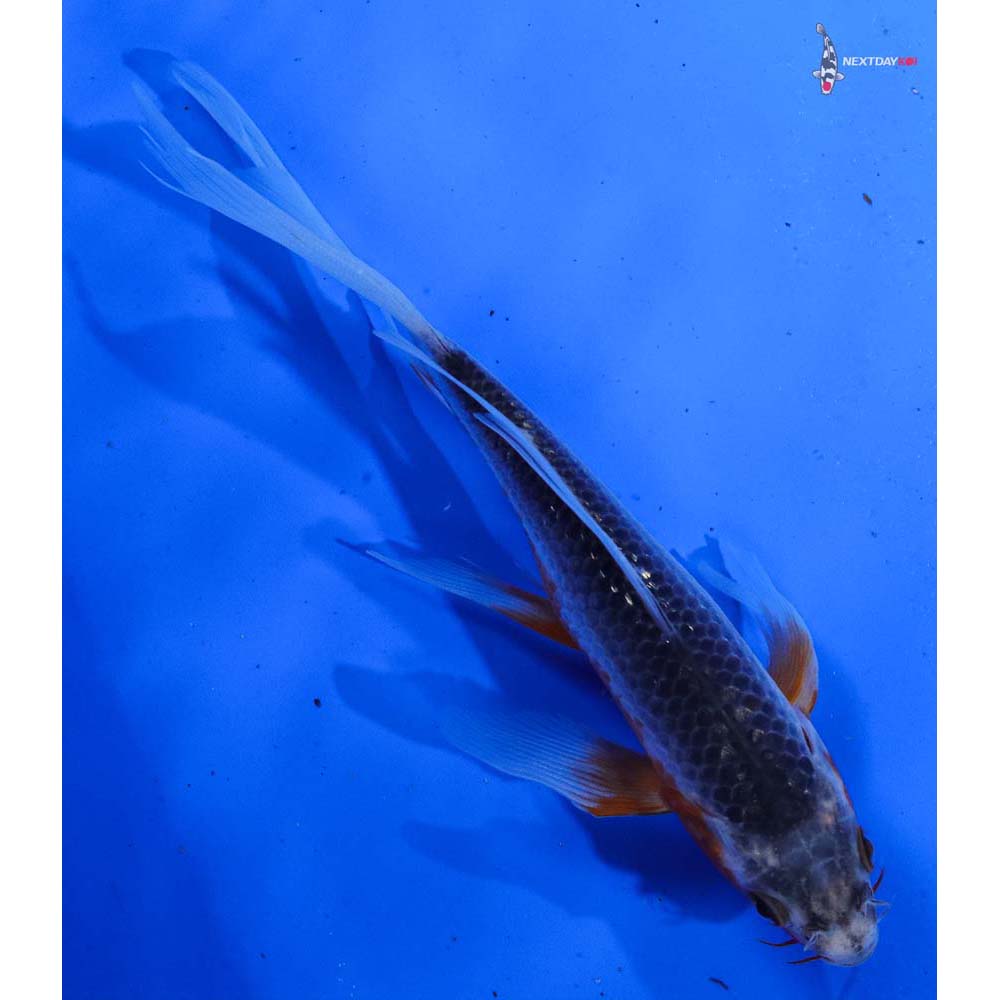 7” Imported Asagi Butterfly Koi