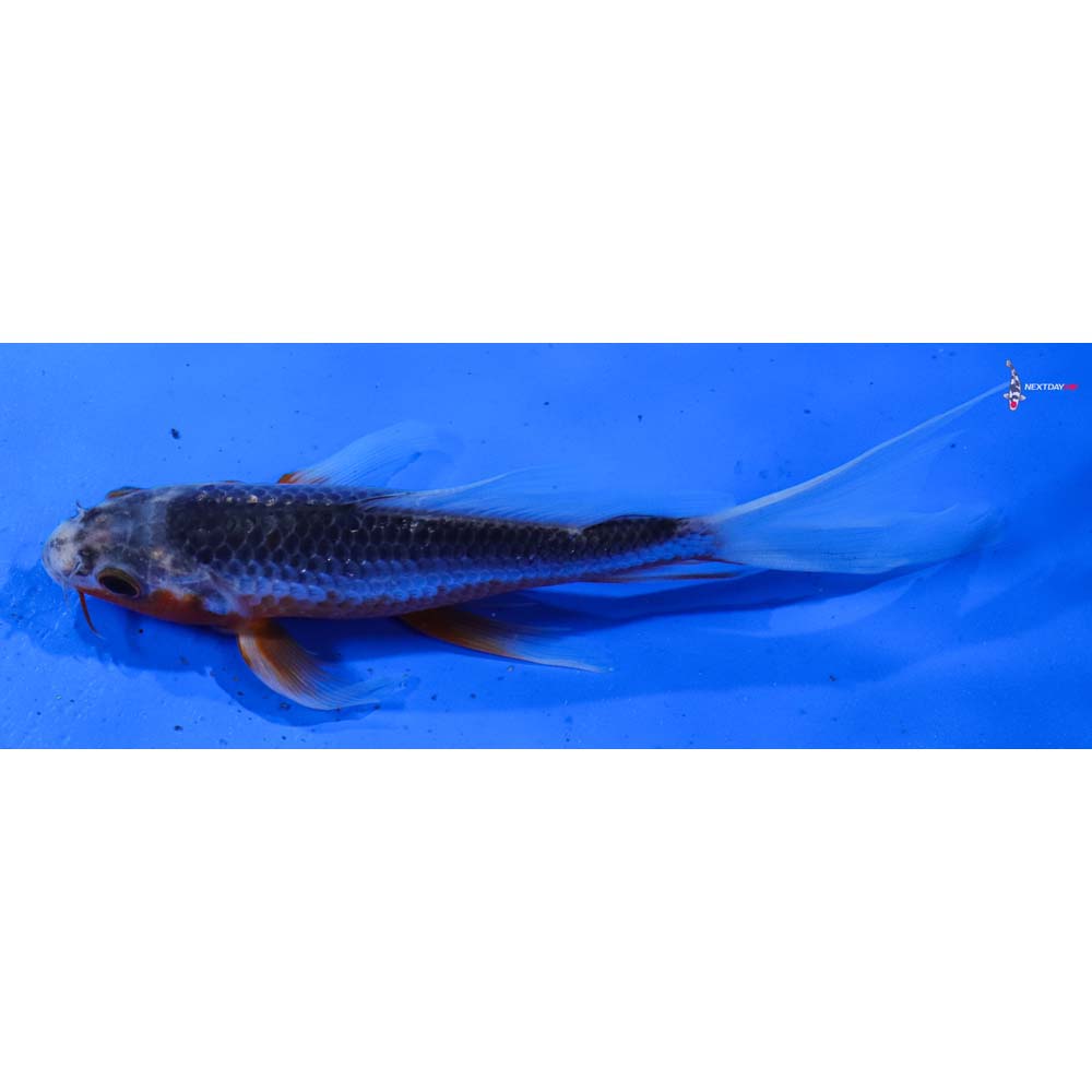 7” Imported Asagi Butterfly Koi