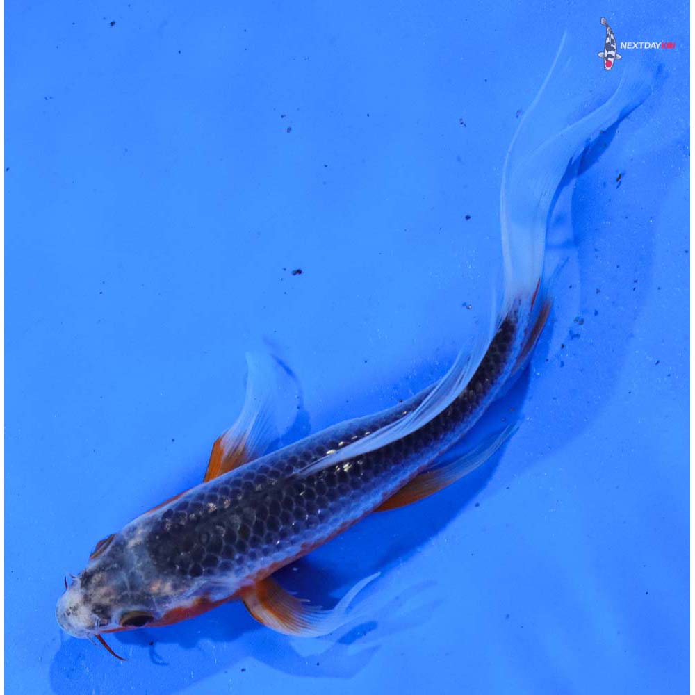 7” Imported Asagi Butterfly Koi