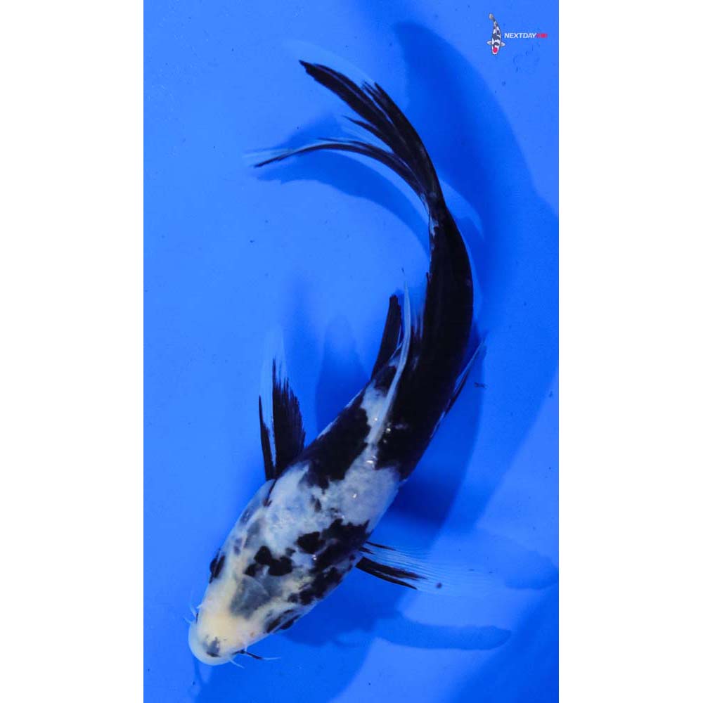 6” Imported Matsukawabakke Butterfly Koi
