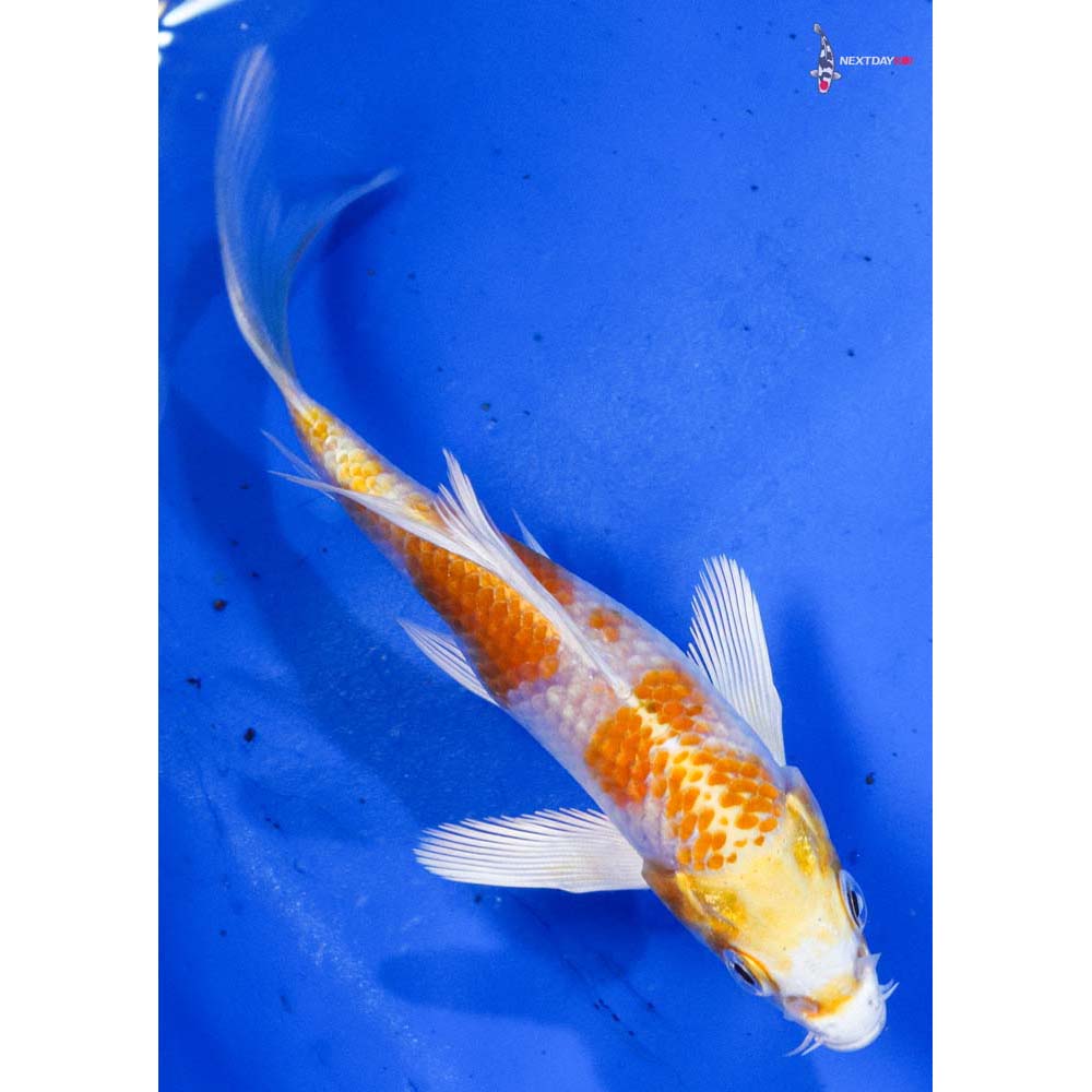 4.5” Imported Lemon Hariwake Butterfly Koi