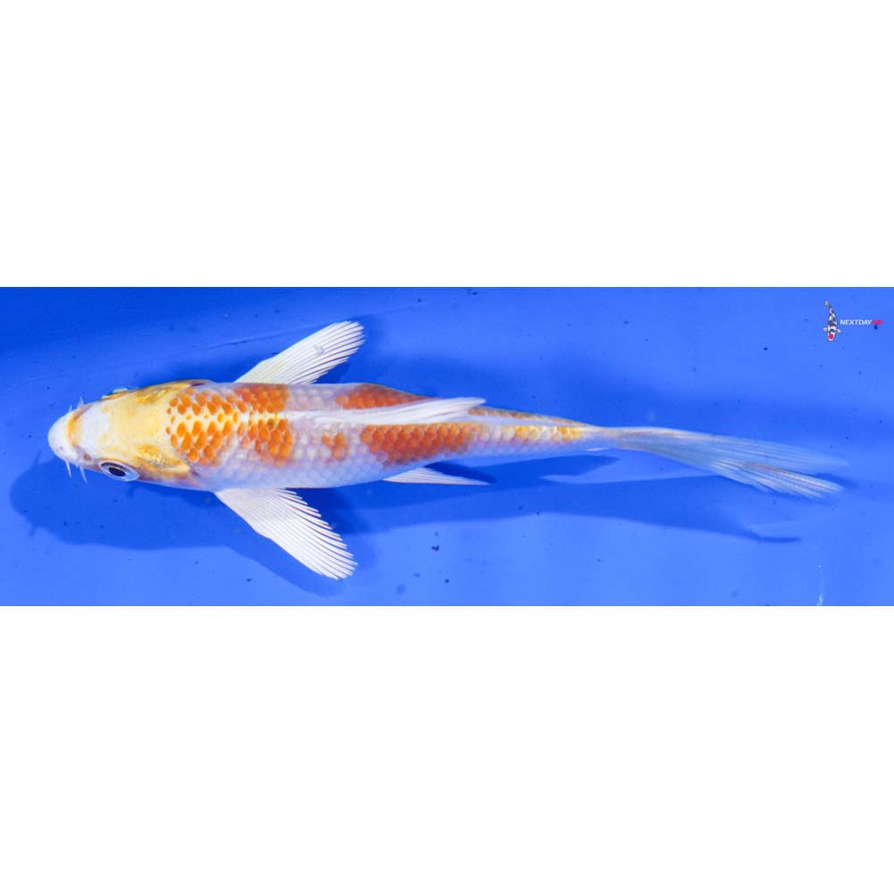 4.5” Imported Lemon Hariwake Butterfly Koi