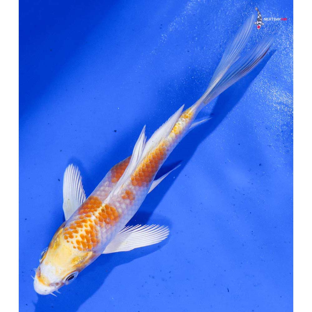 4.5” Imported Lemon Hariwake Butterfly Koi