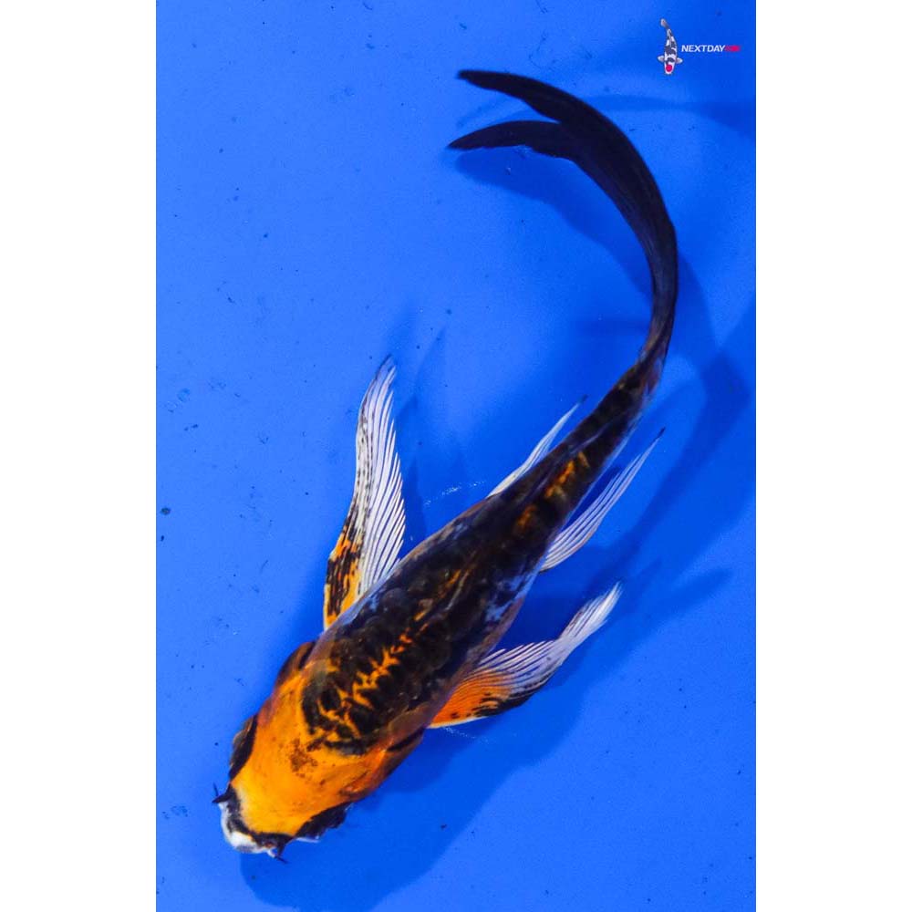4” Imported Kin Kikokuryu Butterfly Koi