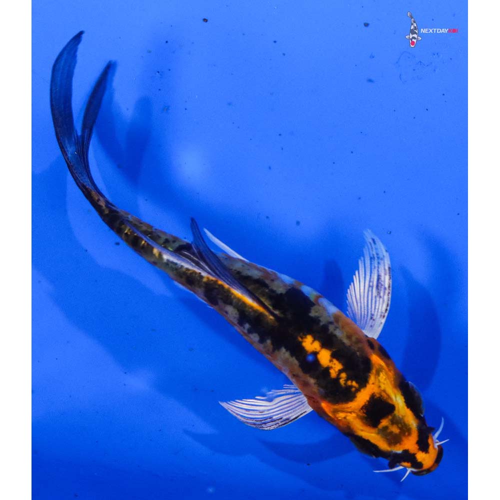 4” Imported Doitsu Kujaku Butterfly Koi