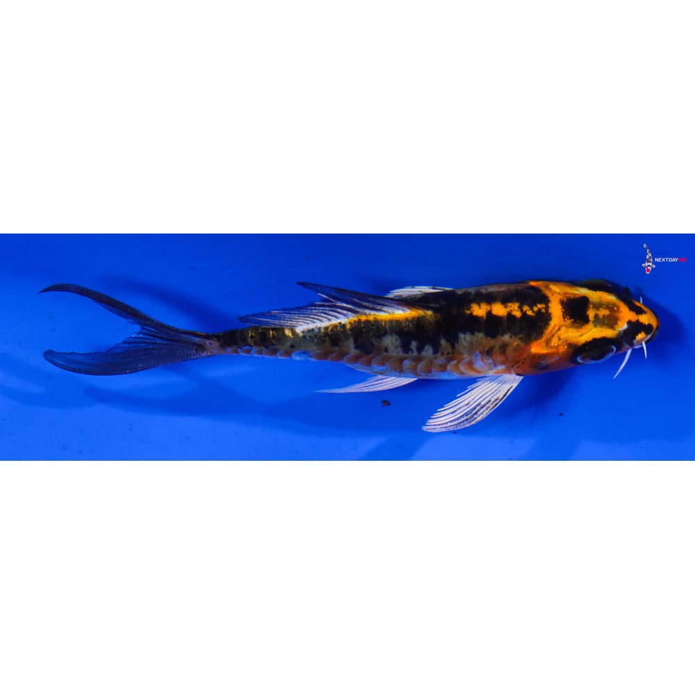 4” Imported Doitsu Kujaku Butterfly Koi